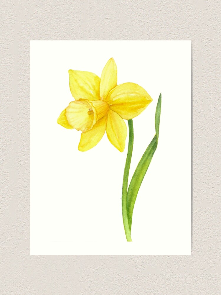 Daffodil, Narcissus available as Framed Prints, Photos, Wall Art and Photo  Gifts