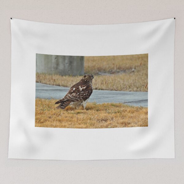 Item preview, Hawk In The City designed and sold by Cynthia48.
