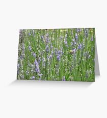 Field of Lavender Greeting Card