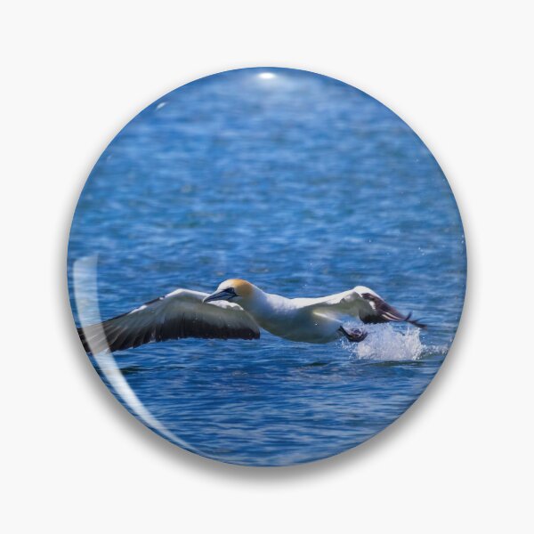 Item preview, Gannet take off designed and sold by DVart-nz.