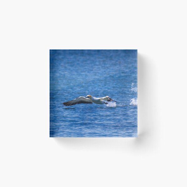 Item preview, Gannet take off designed and sold by DVart-nz.