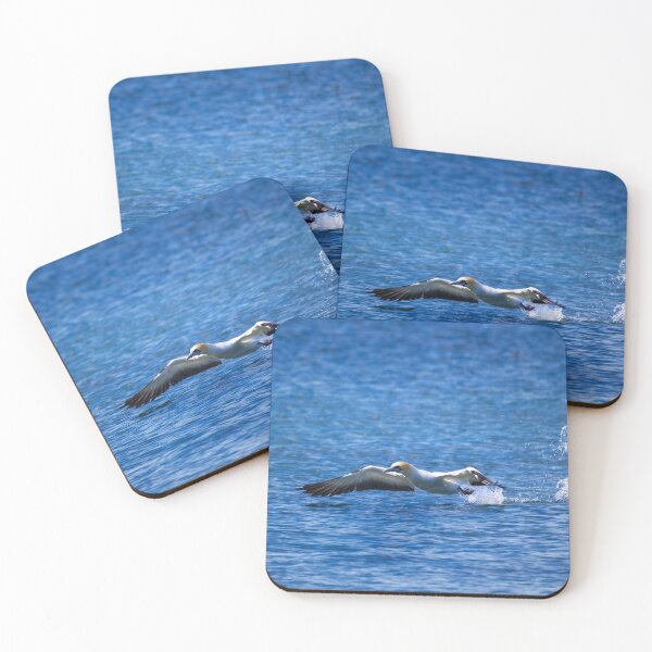 Item preview, Gannet take off designed and sold by DVart-nz.