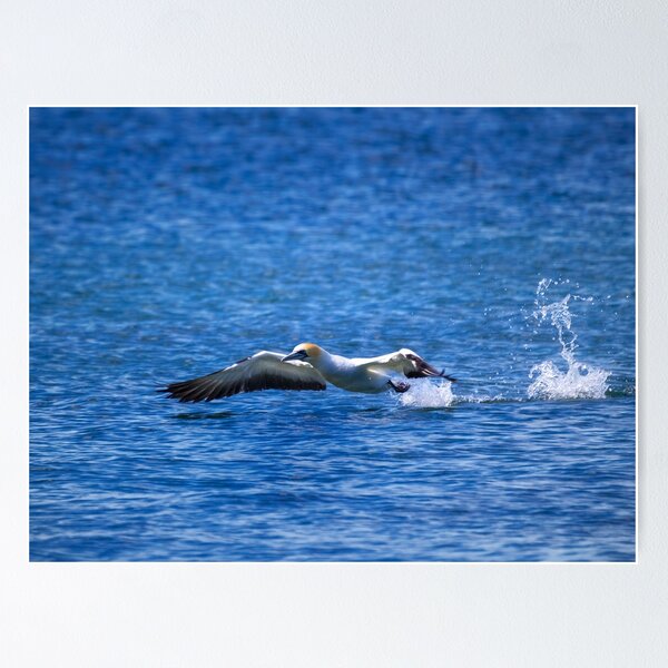 Item preview, Gannet take off designed and sold by DVart-nz.