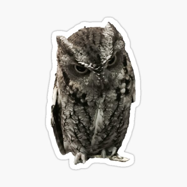 Owl: Angry Owl Icon - Removable Wall Adhesive Wall Decal Giant Icon 19W x 35H