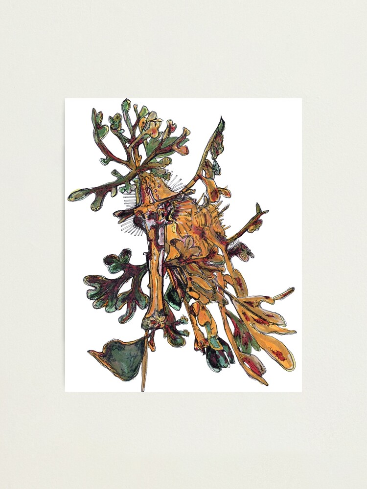 Alternate view of Carlee the Leafy Sea Dragon Photographic Print