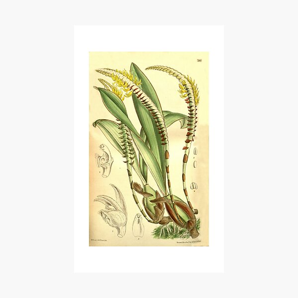 Item preview, Bulbophyllum imbricatum (as Megaclinium leucorhachis) Curtis' 127 (Ser. 3 no. 57) pl. 7811 (1901) designed and sold by EsotericBotanic.