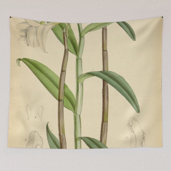 Item preview, Dendrobium wattii (as Dendrobium cariniferum var. wattii) Curtis' 109 (Ser. 3 no. 39) pl. 6715 (1883) designed and sold by EsotericBotanic.