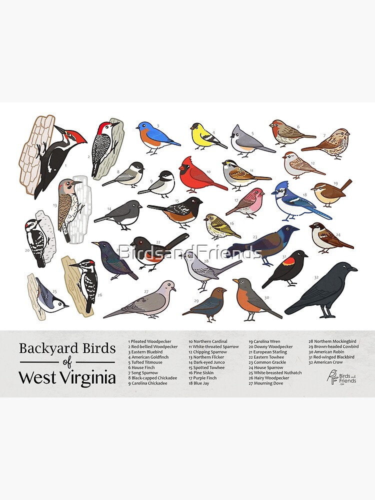 Thumbnail 3 of 3, Poster, West Virginia - Backyard Birds of West Virginia Field Guide Print - Bird Art Print - BirdsandFriends.co designed and sold by BirdsandFriends.