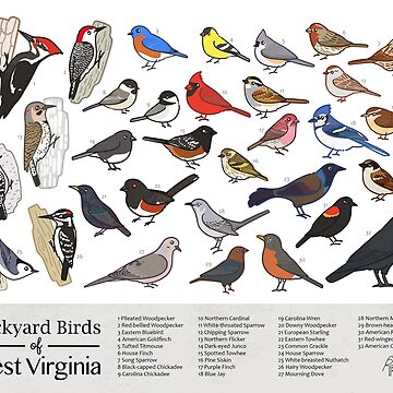 Artwork thumbnail, West Virginia - Backyard Birds of West Virginia Field Guide Print - Bird Art Print - BirdsandFriends.co by BirdsandFriends