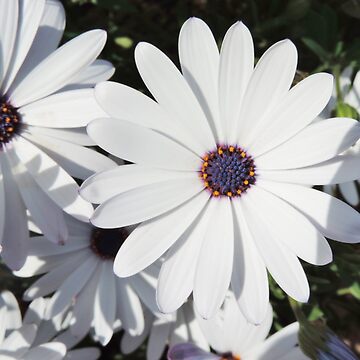 Artwork thumbnail, Bright White Daisies by Inma Vassar