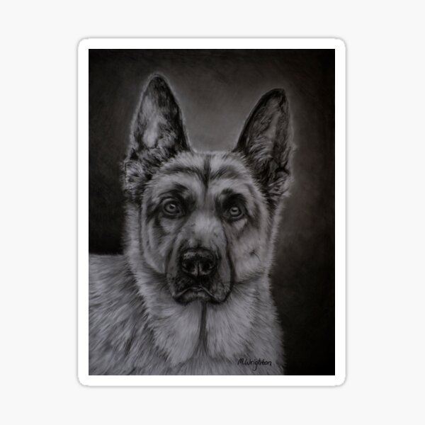 Scratchboard Portrait Drawing of Pet Dog, Mick 
