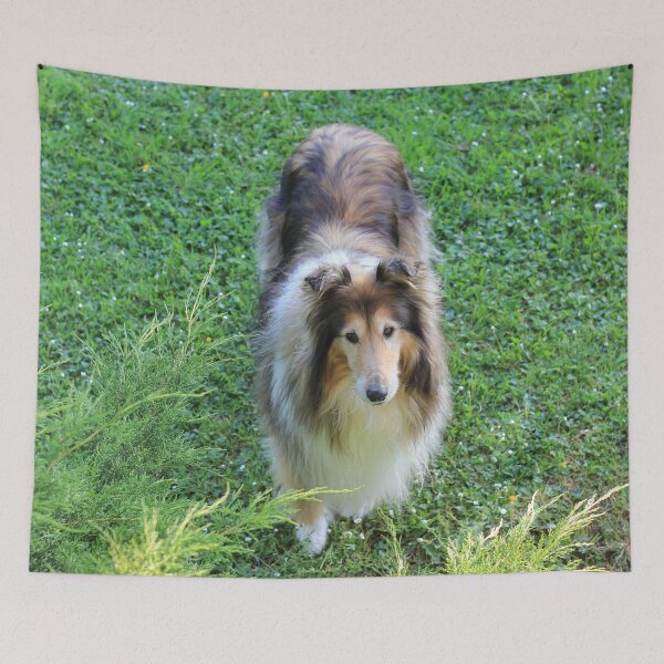 Item preview, Rough Collie From Above designed and sold by KarenWoodArt.