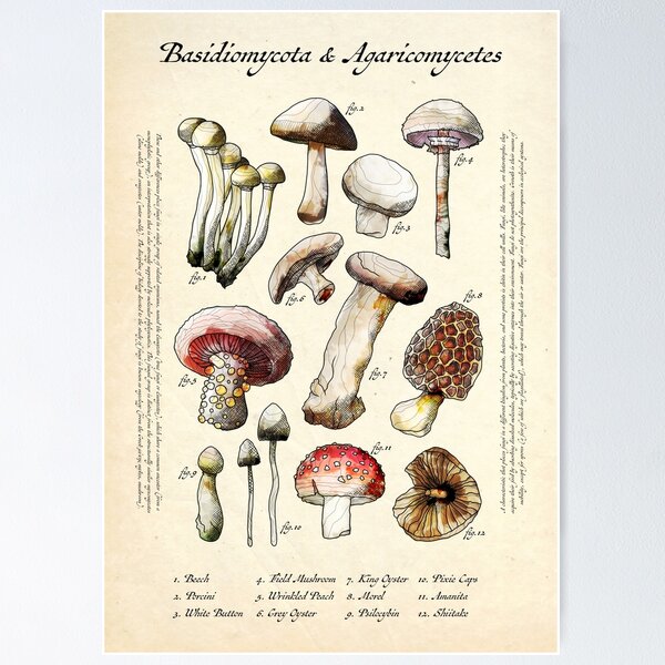 Aperçu de l'œuvre Illustrations de champignons et champignons vintage créée et vendue par Shna.