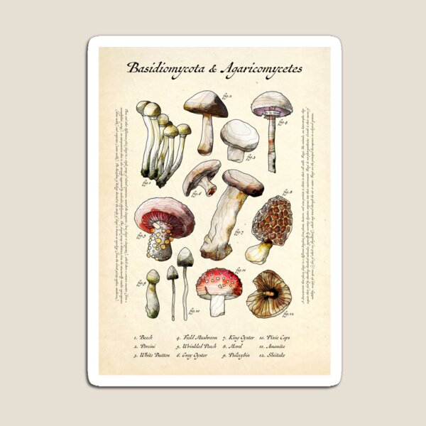 Item preview, Vintage Mushrooms & Fungi illustrations designed and sold by Shna.