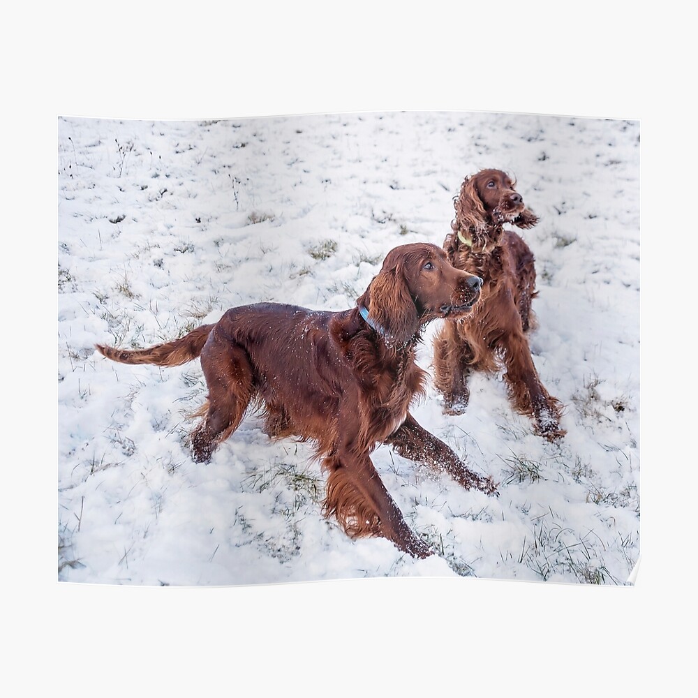 irish setter in snow