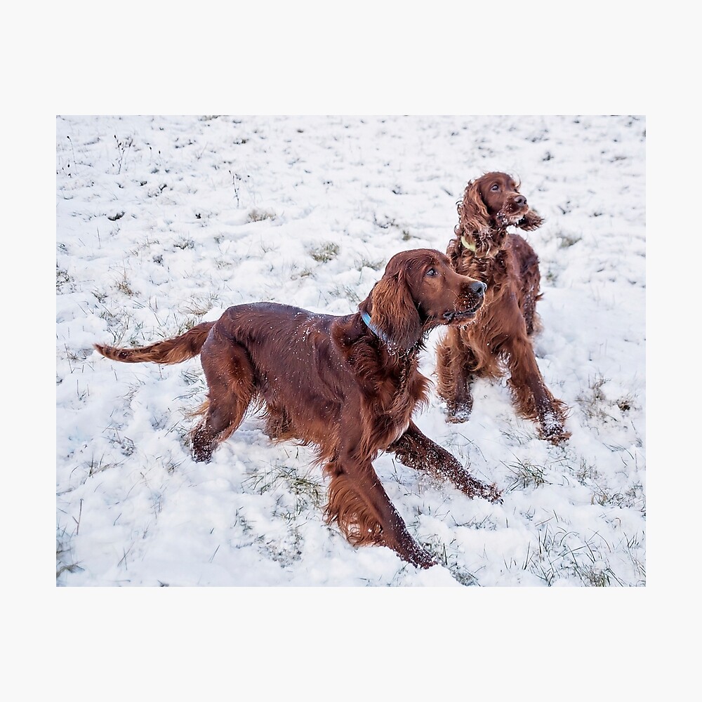 irish setter in snow