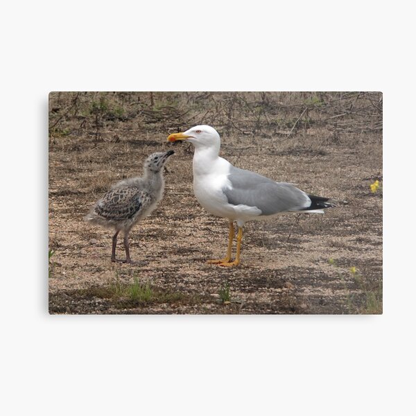 Seagull and Chick Metal Print