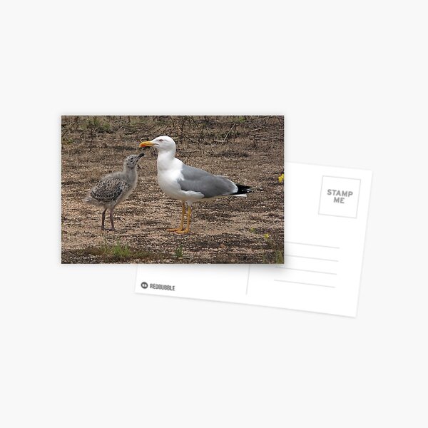 Item preview, Seagull and Chick designed and sold by pinkal.