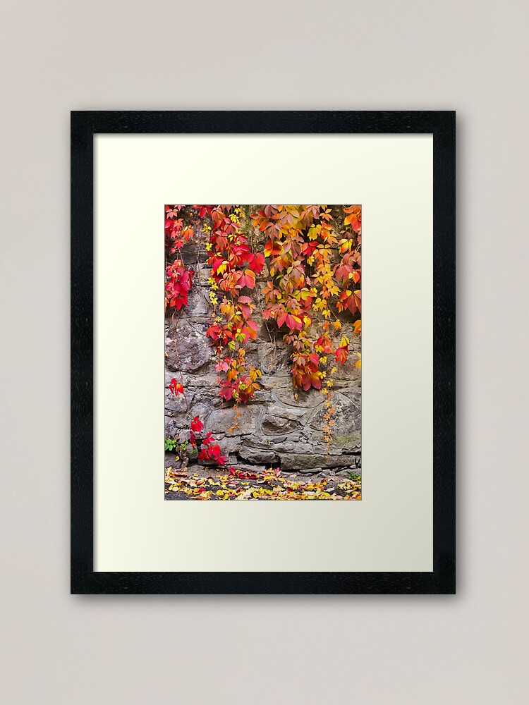 Thumbnail 1 of 7, Framed Art Print, colorful ivy plant on stone wall designed and sold by mike-pellinni.