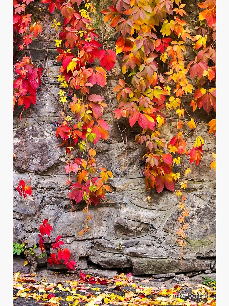 Thumbnail 7 of 7, Framed Art Print, colorful ivy plant on stone wall designed and sold by mike-pellinni.