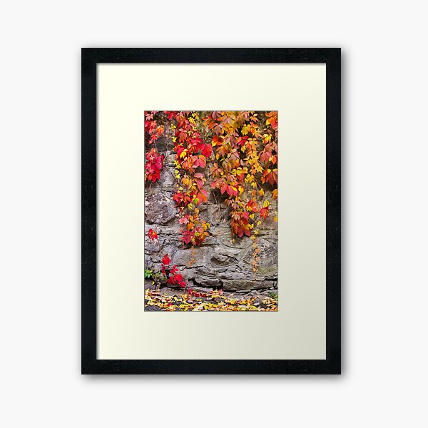 colorful ivy plant on stone wall Framed Art Print