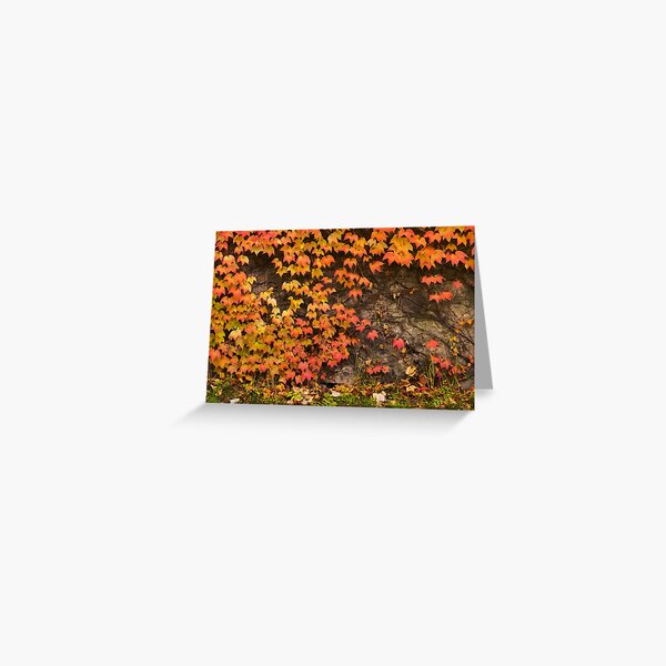 colorful ivy plant on stone wall Greeting Card
