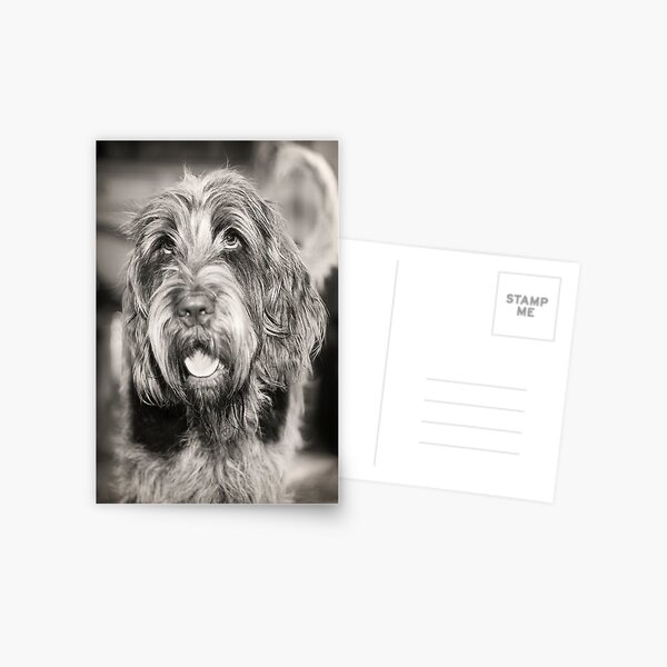 Happy smiling Spinone Postcard
