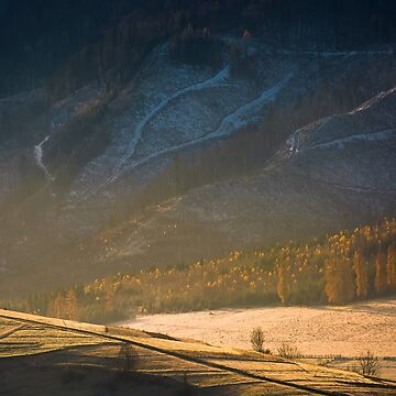 Artwork thumbnail, forest on hill in golden light and haze by mike-pellinni