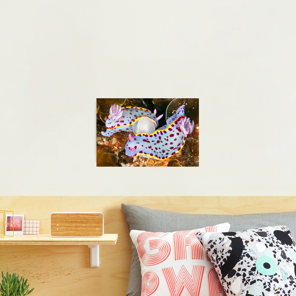 Strange bed-fellows Photographic Print