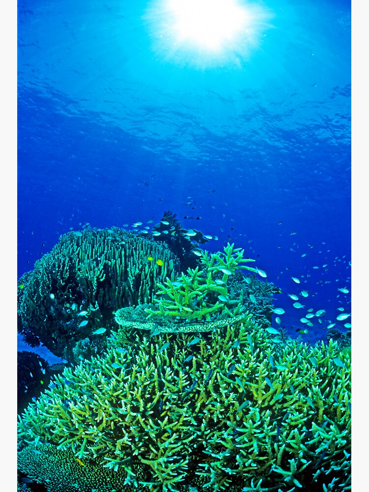 Coral reef scene by DavidWachenfeld