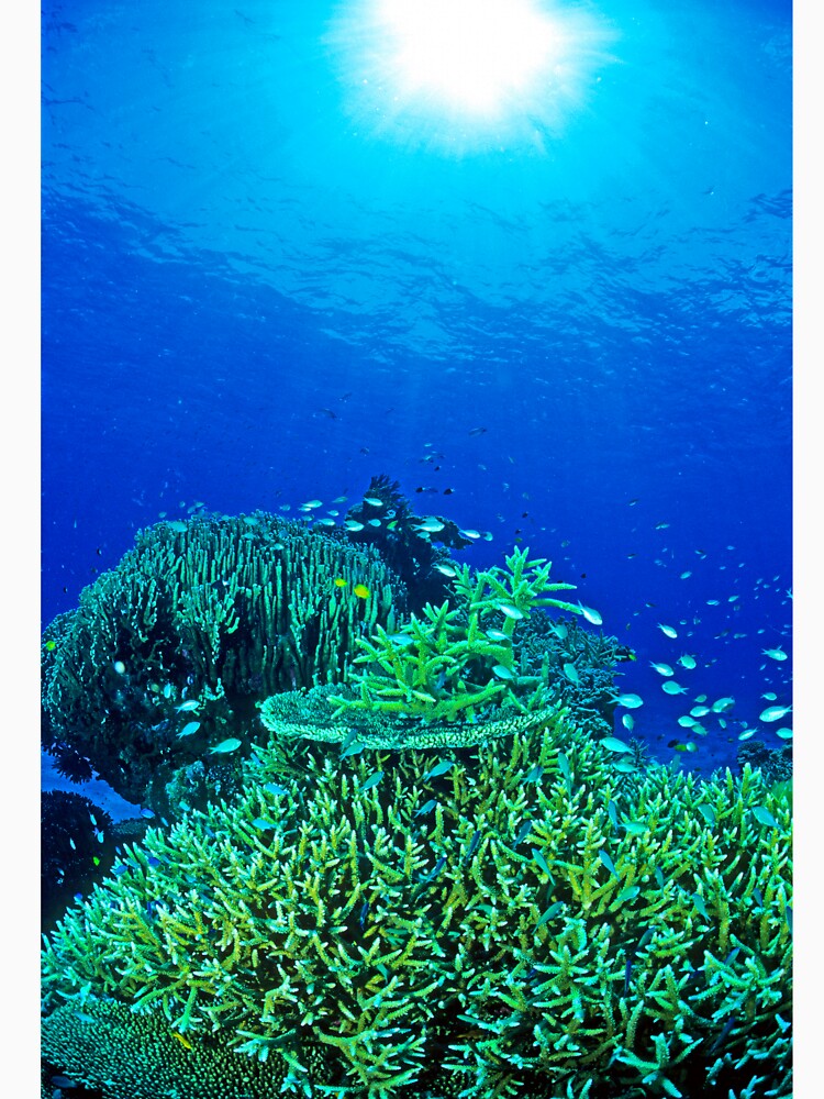 Coral reef scene by DavidWachenfeld
