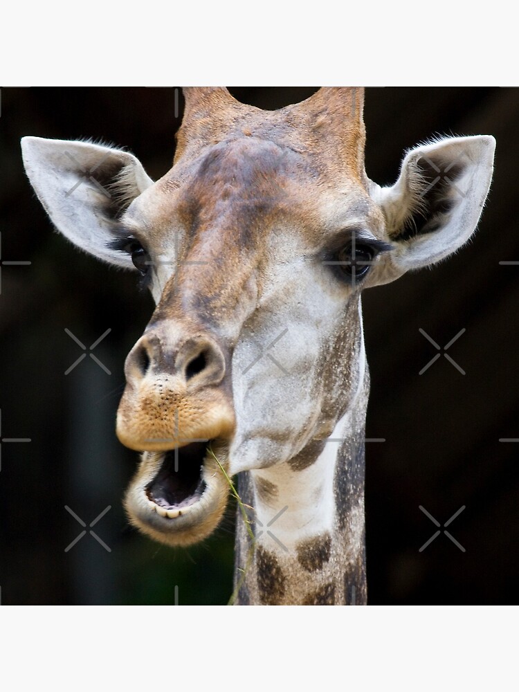 Giraffe portrait on black background by Reislegende