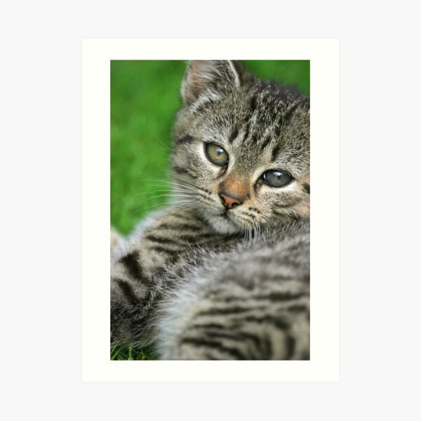Little kitten portrait Art Print