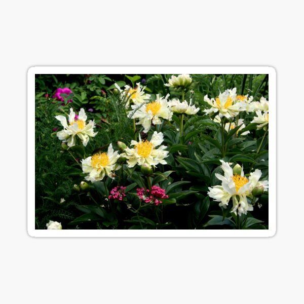 Green Lotus Peony Sticker