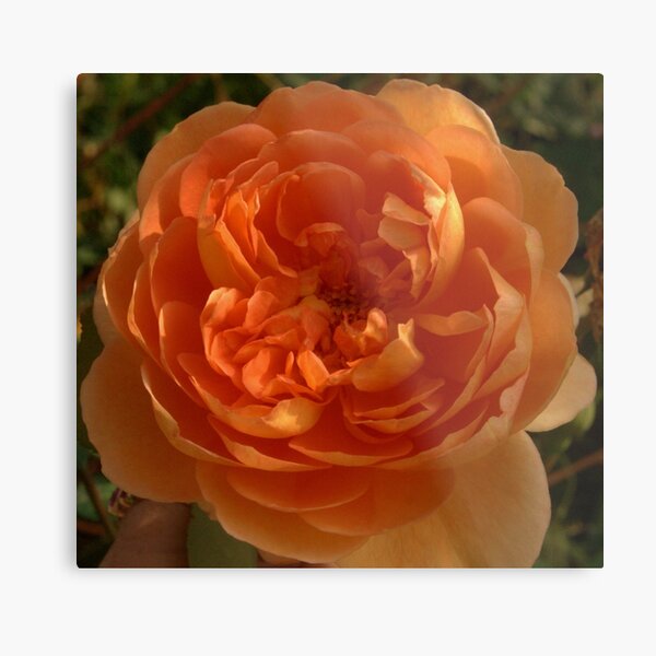 Orange Rose Metal Print