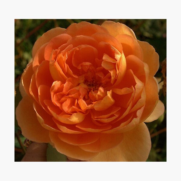 Orange Rose Photographic Print