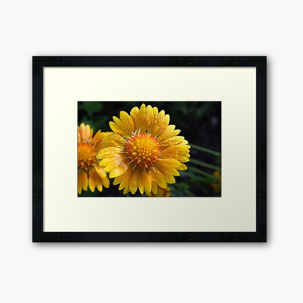 Gaillardia aristata 'Orangs & Lemons' PPAF Framed Art Print
