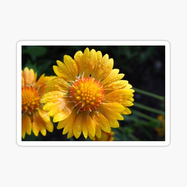 Gaillardia aristata 'Orangs & Lemons' PPAF Sticker