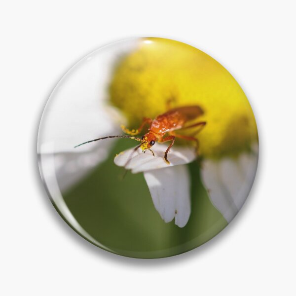 Item preview, Soldier beetle on a daisy designed and sold by GreyFeatherPhot.