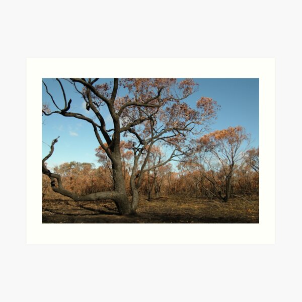 Joe Mortelliti Gallery - Scorched Otways, near Anglesea, Otways Forest, Victoria, Australia. Art Print