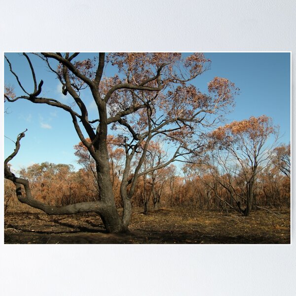 Item preview, Joe Mortelliti Gallery - Scorched Otways, near Anglesea, Otways Forest, Victoria, Australia. designed and sold by thisisaustralia.