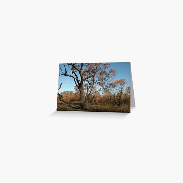 Item preview, Joe Mortelliti Gallery - Scorched Otways, near Anglesea, Otways Forest, Victoria, Australia. designed and sold by thisisaustralia.