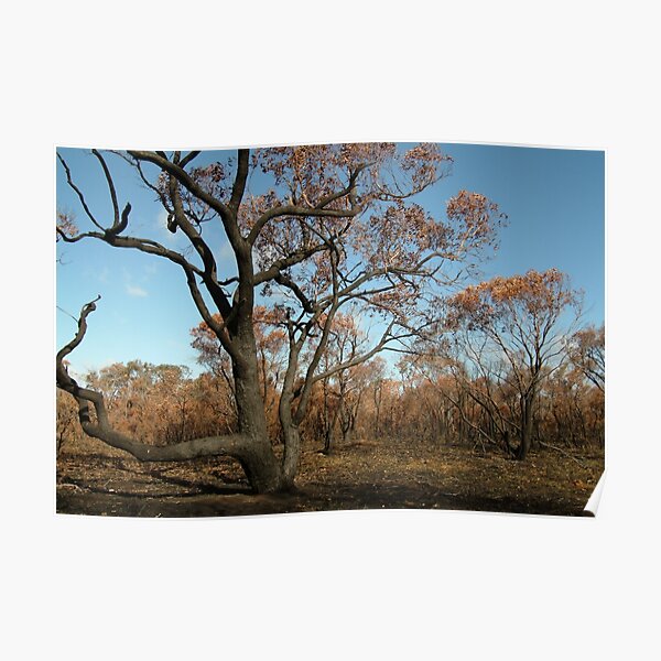 Joe Mortelliti Gallery - Scorched Otways, near Anglesea, Otways Forest, Victoria, Australia. Poster