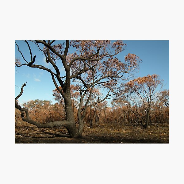 Joe Mortelliti Gallery - Scorched Otways, near Anglesea, Otways Forest, Victoria, Australia. Photographic Print