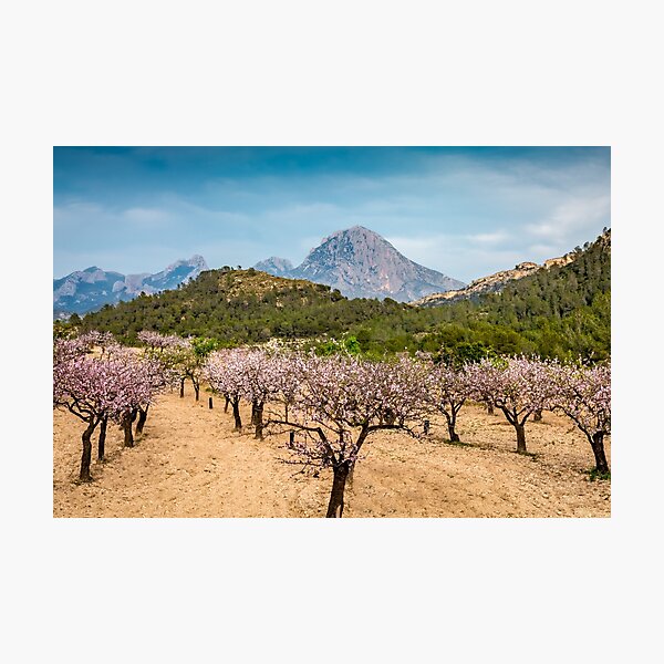 Almond blossom and mountains Photographic Print