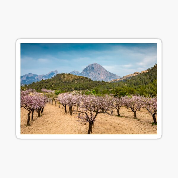 Almond blossom and mountains Sticker