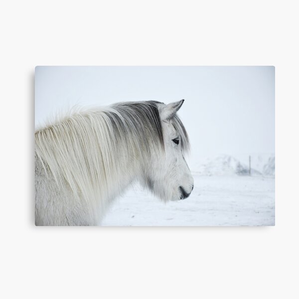 Graues Pferd im Schnee Leinwanddruck