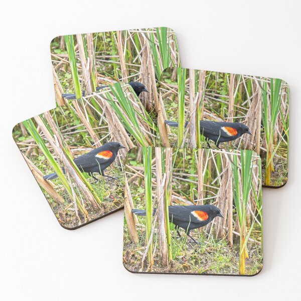 Item preview, Red-winged blackbird 12, UW Arboretum, Madison, WI designed and sold by StevenRalserPhoto.