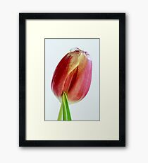 red tulip isolated on white Framed Print