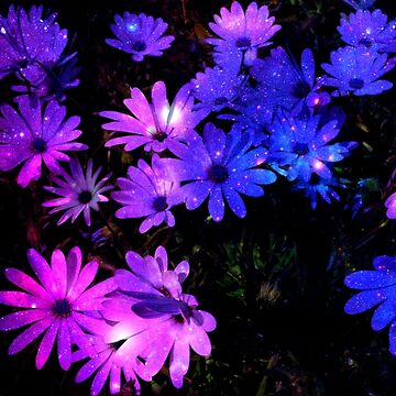 Artwork thumbnail, Sparkly Pink & Purple Daisies Black Background by Inma Vassar